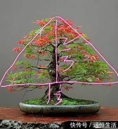 养护的红枫盆景桩头太高了怎么矮化红枫盆景控制高度的方法