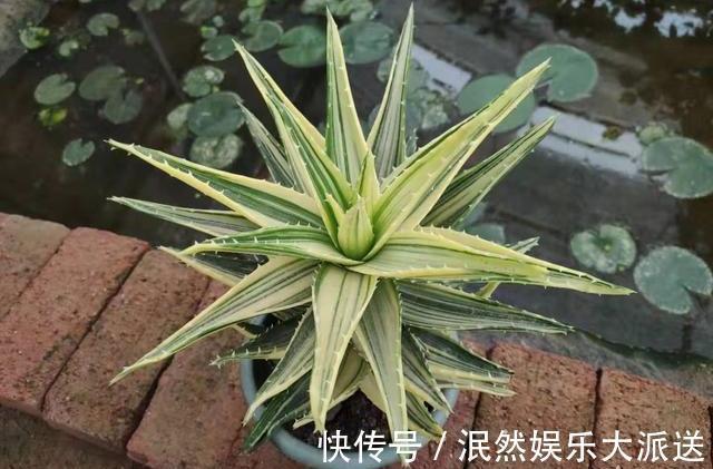 根系|芦荟叶片瘦弱不生长简单做“2步”,叶片肥厚根系壮,侧芽爆盆