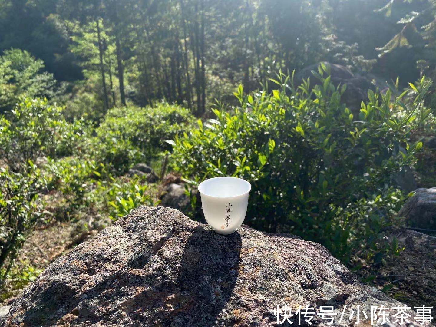 3个分辨正山烟小种红茶的方法，踩过无数坑后的教训，很有用哦