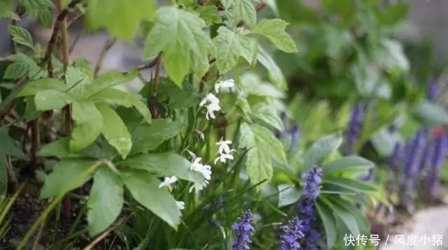 种植|家里有院子不如搞个种植池,这几样植物推荐给你