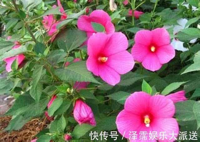 养花|喜欢养花，不如养盆大花秋葵，家里养四款花，花开易爆盆
