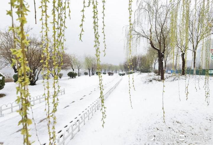 邢台|雪！雪！雪！聊城雪景大片来了，美翻天……