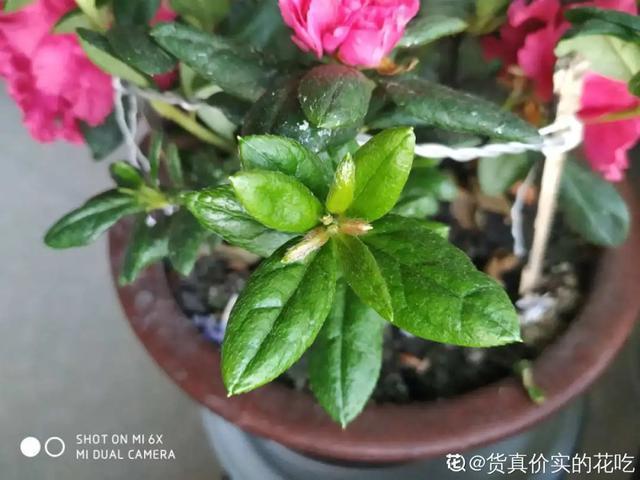 家里养盆虎皮兰，小花盆、挤着养，疯狂开花爆小崽！