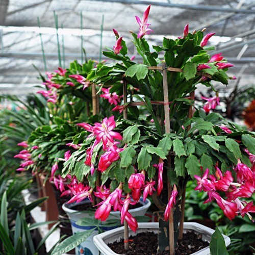 这“两种”花,虐一虐之后,不仅不会枯萎,反而越开越旺!