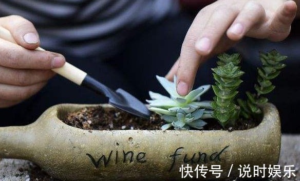 栽种多肉的方法，只要注意几点，保准越长越旺！