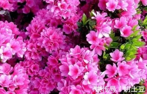 冬天养杜鹃花,了解掌握3个要点,顺利春化,来年开出层叠群花!