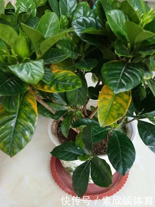 栀子花最怕它,碰上就没救,再上心都养不活!