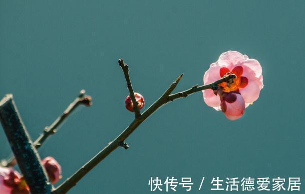 0度以下能开花的10种花草，最适合秋冬季节养，你家有没有？