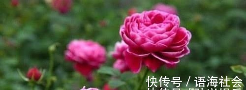 4款艳美的花卉，便宜又好养，花色鲜艳，适合种在庭院观赏