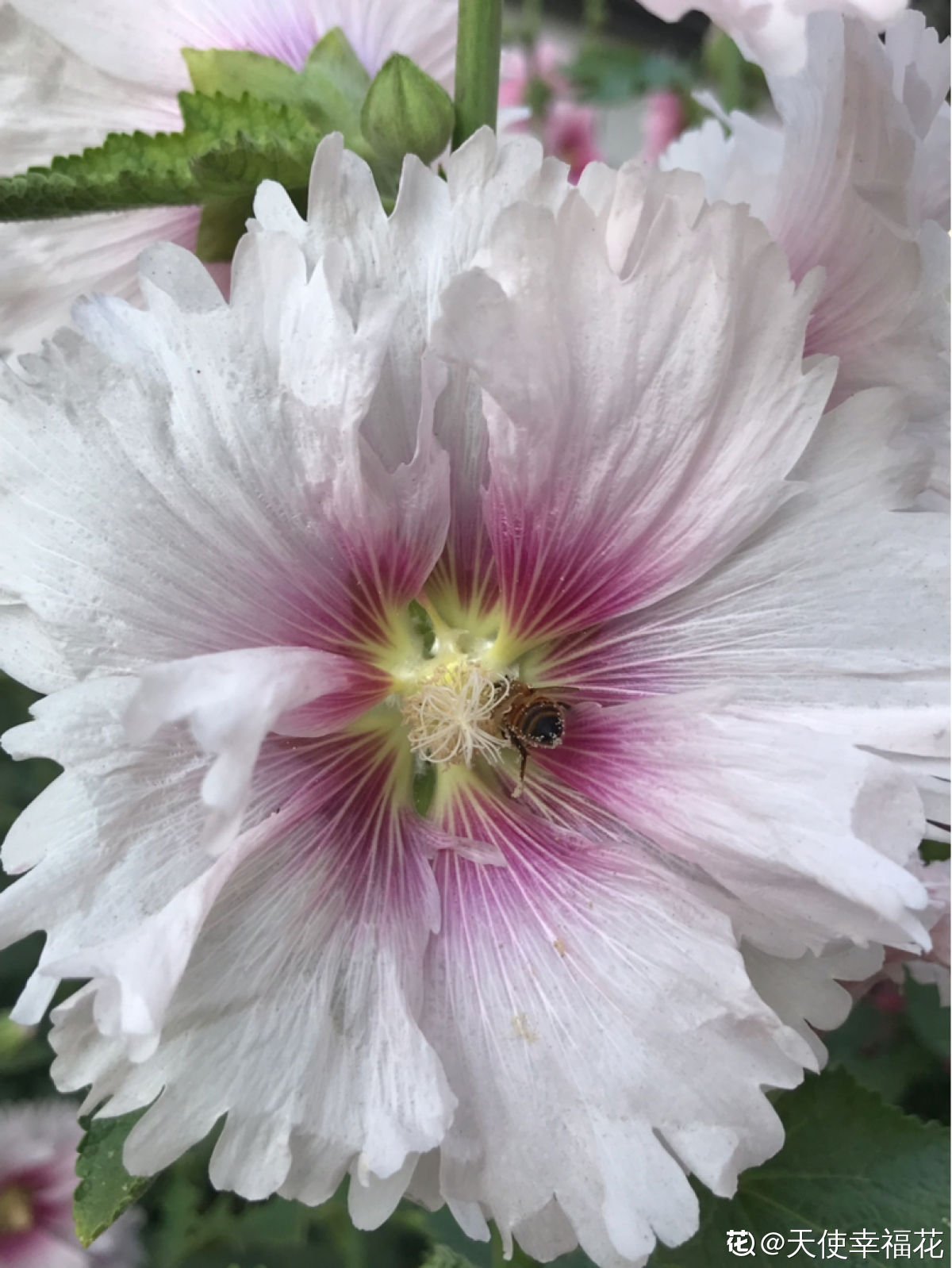 芙蓉花|这3种“芙蓉”花，你见过几种？夏去秋来都在开，美丽和诗情并存