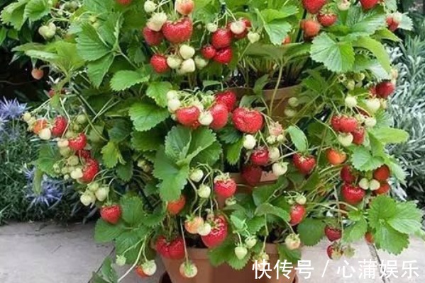 树莓|这四种果树放阳台养,一盆能挂满果,居然节约不少买水果的钱
