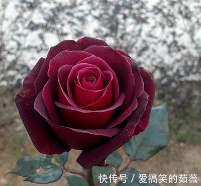 桂花|此花,比牡丹漂亮,比桂花还香,家里放一盆,能熏一室香,超赞!