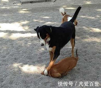 |搞笑动图：快乐跳舞的小家伙，萌萌哒！