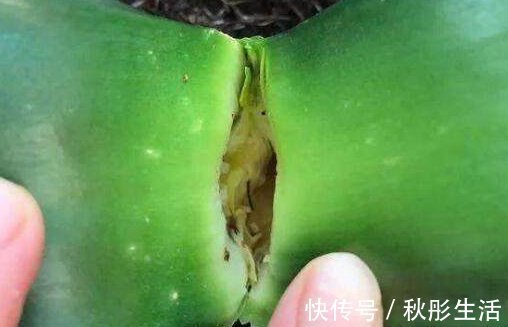 光照|君子兰烂心要死了别扔，教你一招，分分钟满血复活