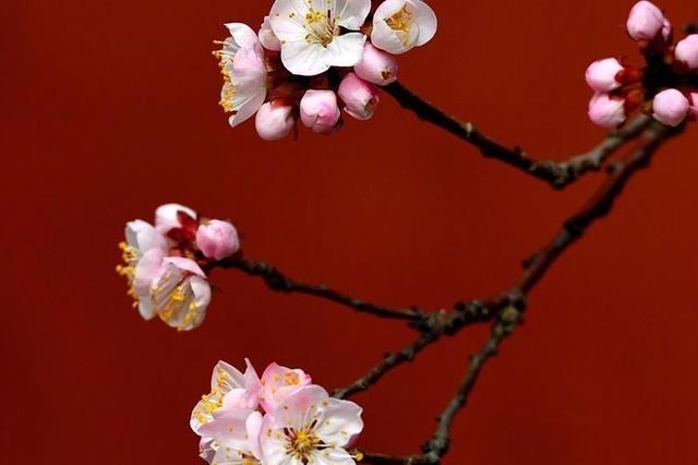 老年|“殷勤谢红叶,好去到人间”,人世恬淡,随缘自在