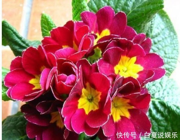 超长|此几款花卉,好养易爆盆,一开就是300多天,花期超长的