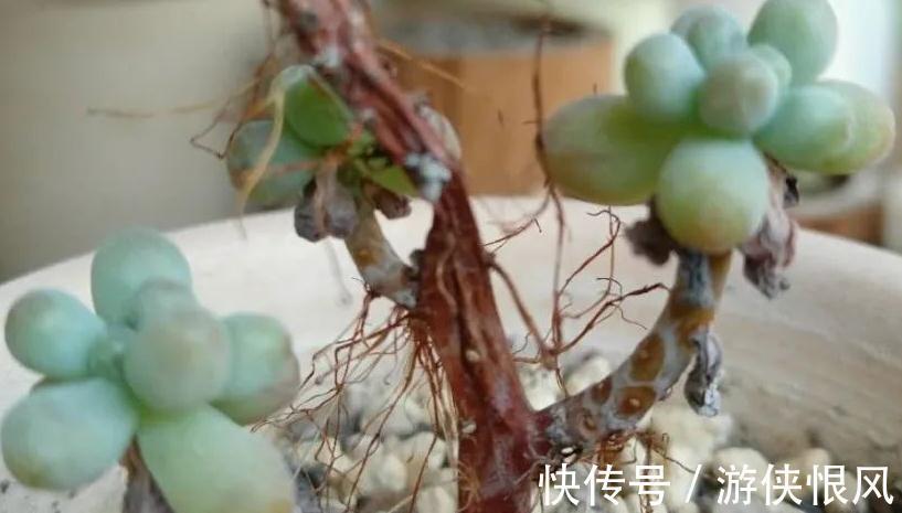 多肉长气根危害大,弄清这些原因,对症下药不用慌