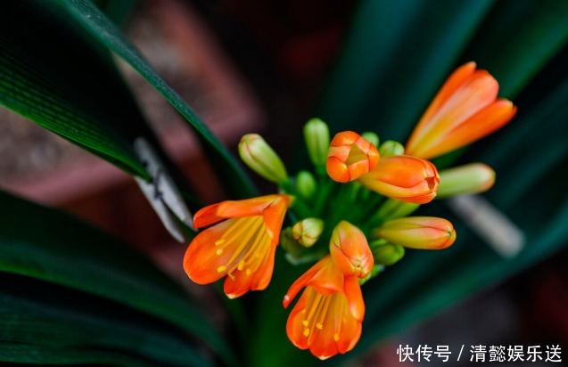 君子兰催花实操经验，现在行动，一个月后就冒花箭