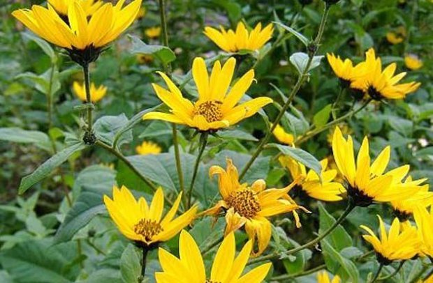 菊芋被称为 21世纪人畜共用作物 农民把它当野花 如今很珍贵 快资讯