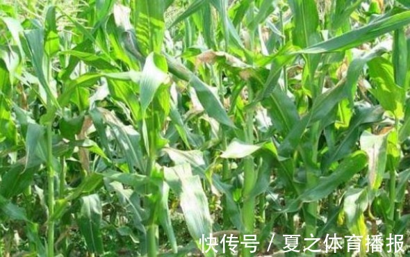病害|玉米延缓衰老、清理肠胃，农民种植掌握病害防治，收获高产玉米