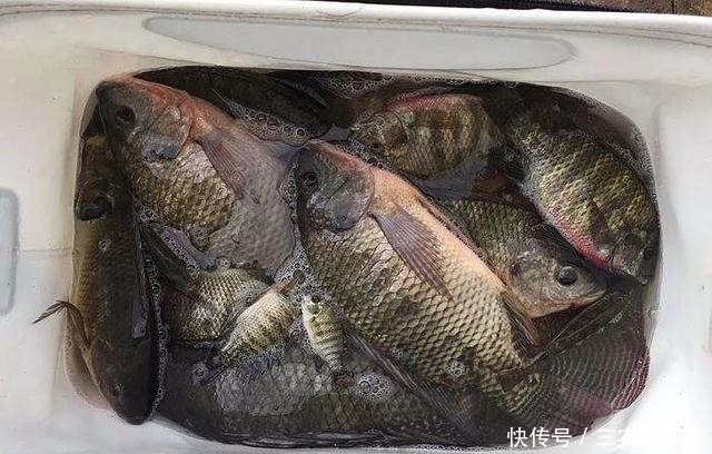 淡水鱼|淡水鱼介绍系列之(十)罗非鱼