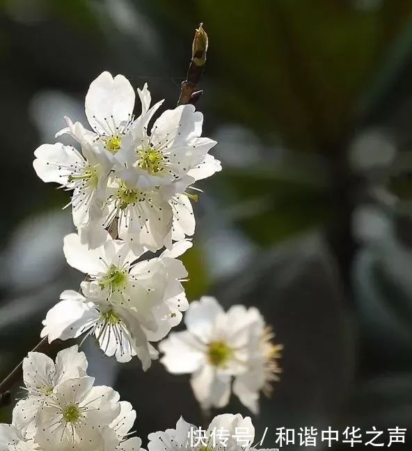 中年|春天的脚步近了，泸定的樱桃花开了，花期较短，速去！