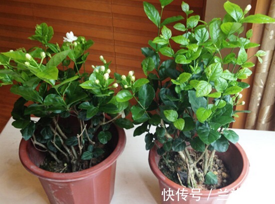 新手|不要在家乱养花,此几种花养人又驱蚊,新手涨姿势了