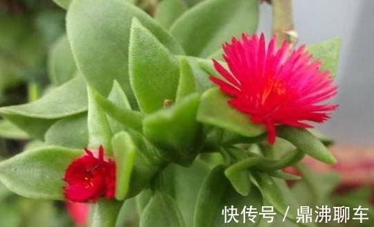 喜欢养花,不如养盆牡丹吊兰,养花就养能赏花也能观叶的