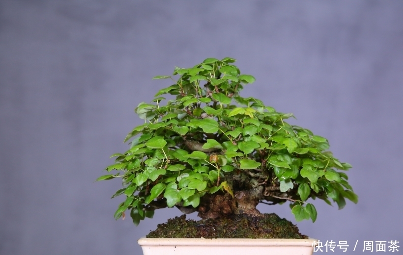 罗汉松|中国盆景欣赏,园艺大师经过几十年的精心打理,感受盆景独特的美