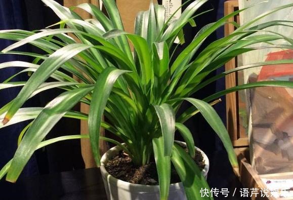 土壤结块|果皮酵素、啤酒水,1周“松土”1次,比啥肥都强