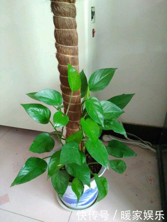 大姨|大姨养绿萝，老喜欢往村里跑，捡了2袋料，绿萝美成绿姑娘