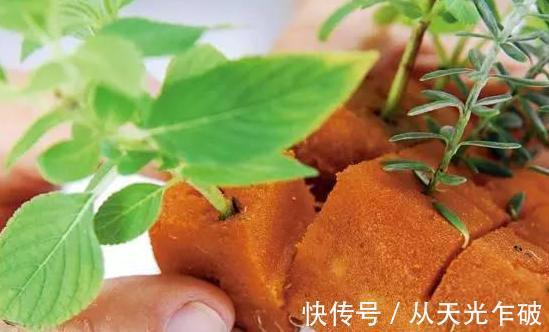 天气转凉了!用海绵扦插植物,遵循这4步,操作简单、零失误