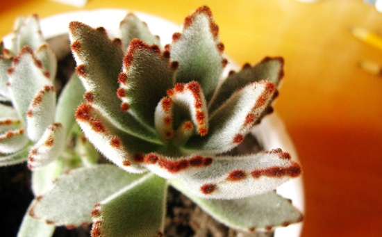 养什么多肉好6种好看好养又不贵的多肉,美成一道风景线!