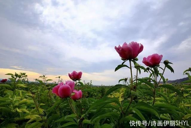 | 那些花儿|魅力伊犁 | 魅力