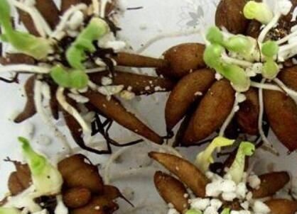 芹叶牡丹|阳台养一盆这个花,叶子像芹菜,开花像玫瑰,种一次,年年开花