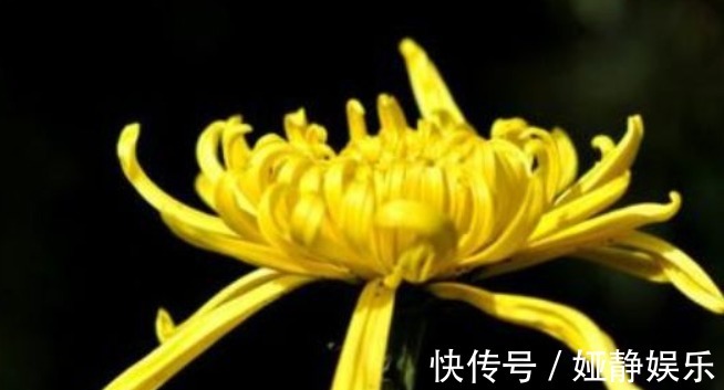 大花轮|喜欢菊花，不如养盆“菊之珍品”，似无暇玉杯，落英缤纷