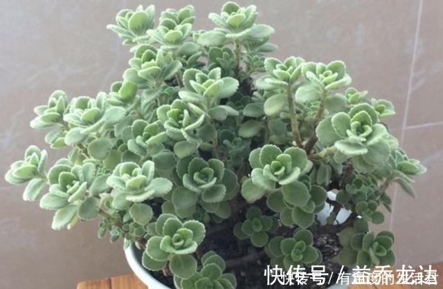 客厅异味重不用喷香水，放上“1种花”，一整年有“香气”，值！