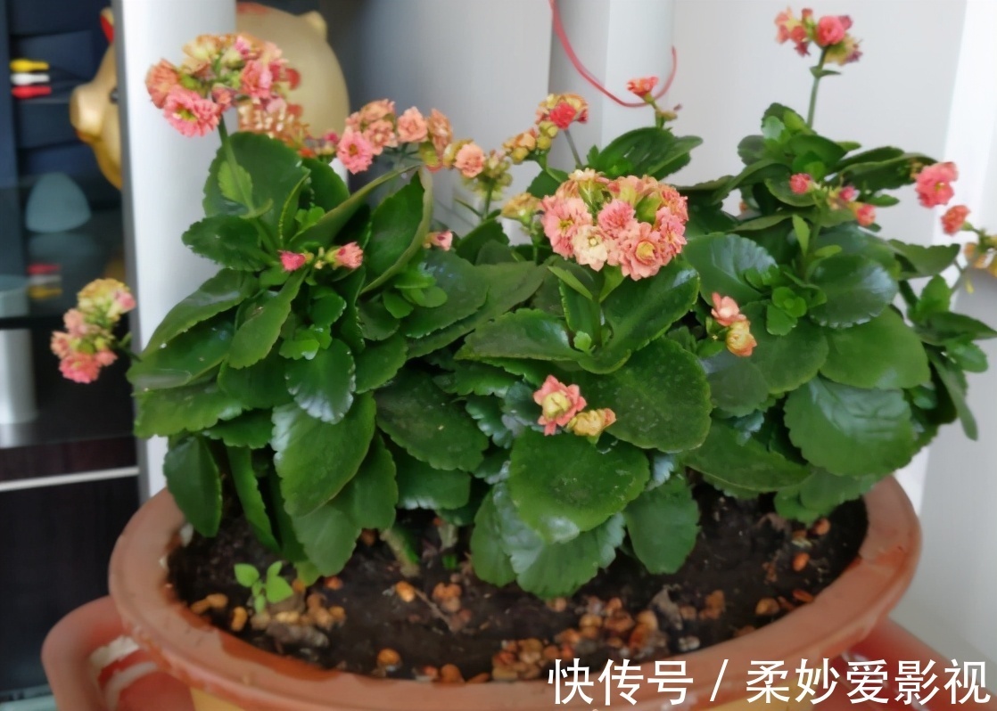 植物|养花养这3款,楼房阳台盆栽,微微看顾就能花开不断,惹人爱