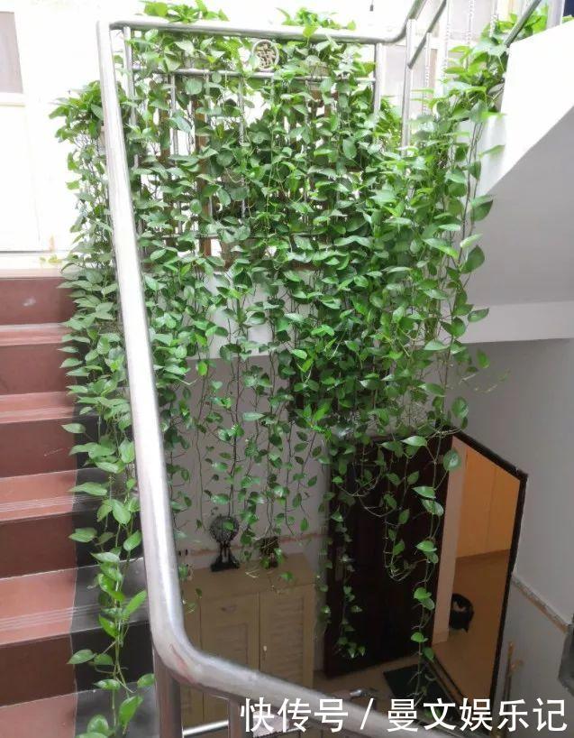 这4种花，不用土只用水，就能养成绿窗帘！