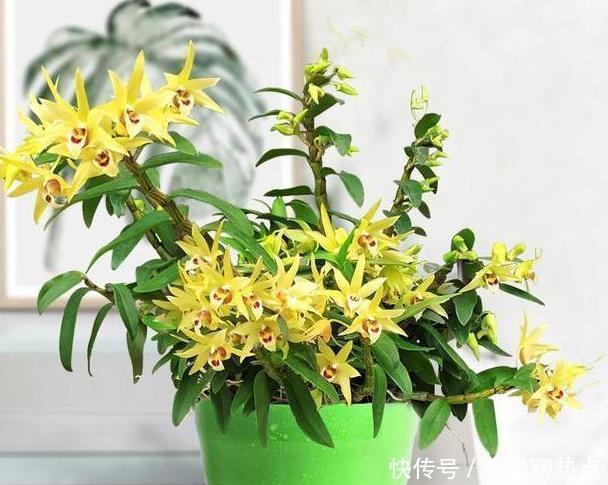 养花别乱养,5种花‘镇宅旺财‘