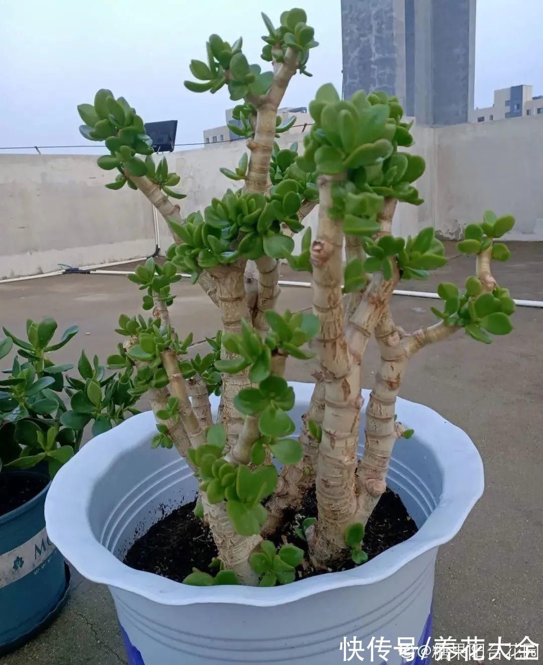 养花大棚倒闭,“贵货花”路边扔了一地,后悔没带个大麻袋