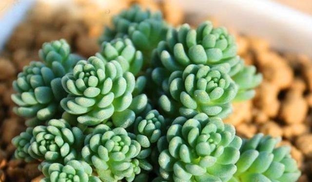 多肉植物里的“六大美人”,我家养了几棵,有些确实难养!