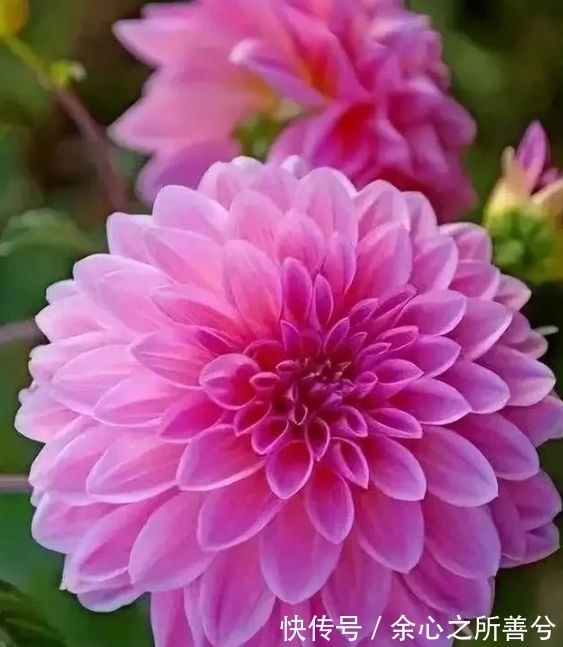 花色|几种花卉超好养,沾土就能活开花就爆盆,不易生病好养护