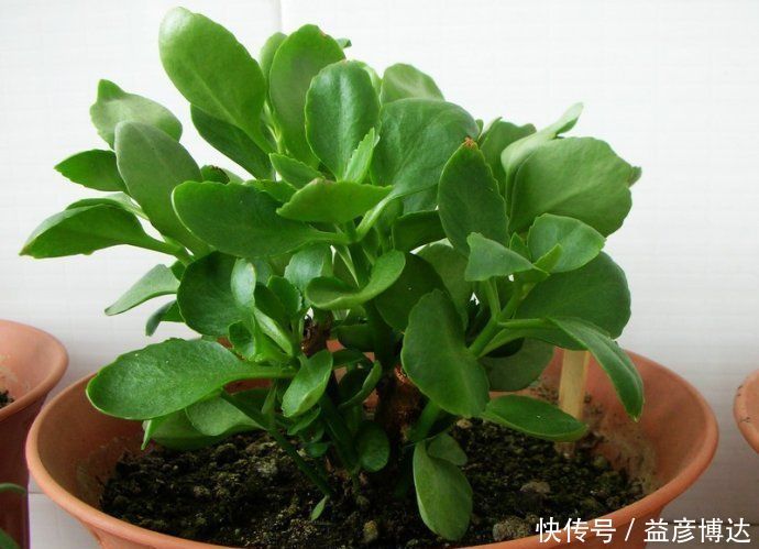 养这种花别心疼，天热时剪一剪，很快就爆盆，花期一到开满盆