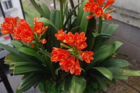 扦插|冬季扦插这4样花卉植物，成活率更高，来年开春就芽满枝