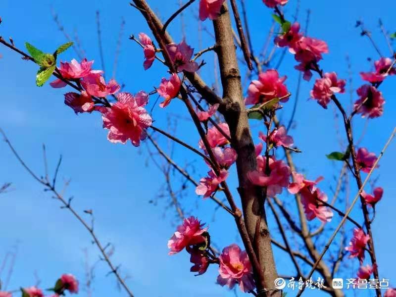 虎啸春来|虎啸春来｜百花迎春，路边的绢花也很美