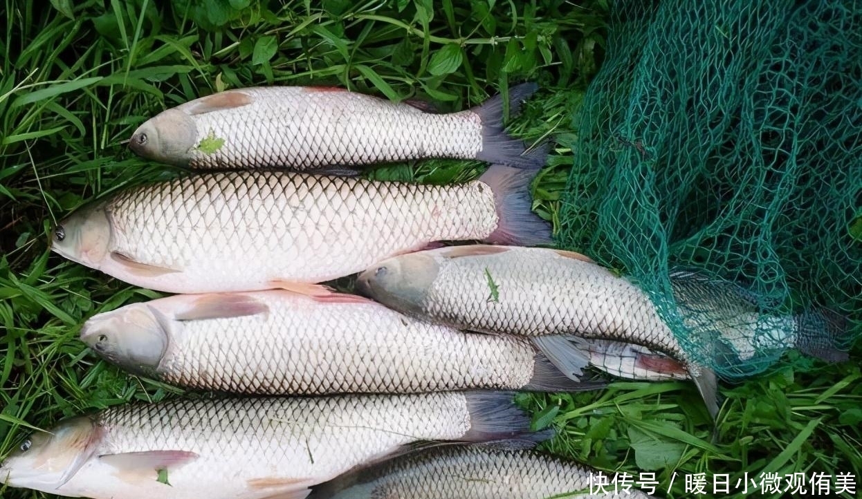 饵料|用什么饵料钓草鱼最有效?草鱼喜欢什么味道?钓草鱼的用饵技巧