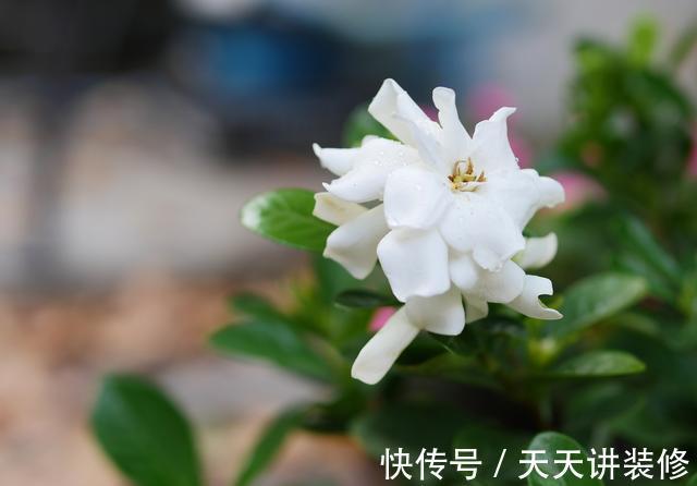 扦插|趁热快进行扦插,以下花扦插正当时,养护到位,生根发芽没问题