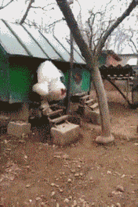 |搞笑GIF:女朋友很漂亮 就是脑子有点不好使