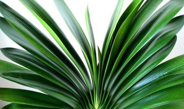 盆栽君子兰养了多年不开花,给它喝点这个就行了!